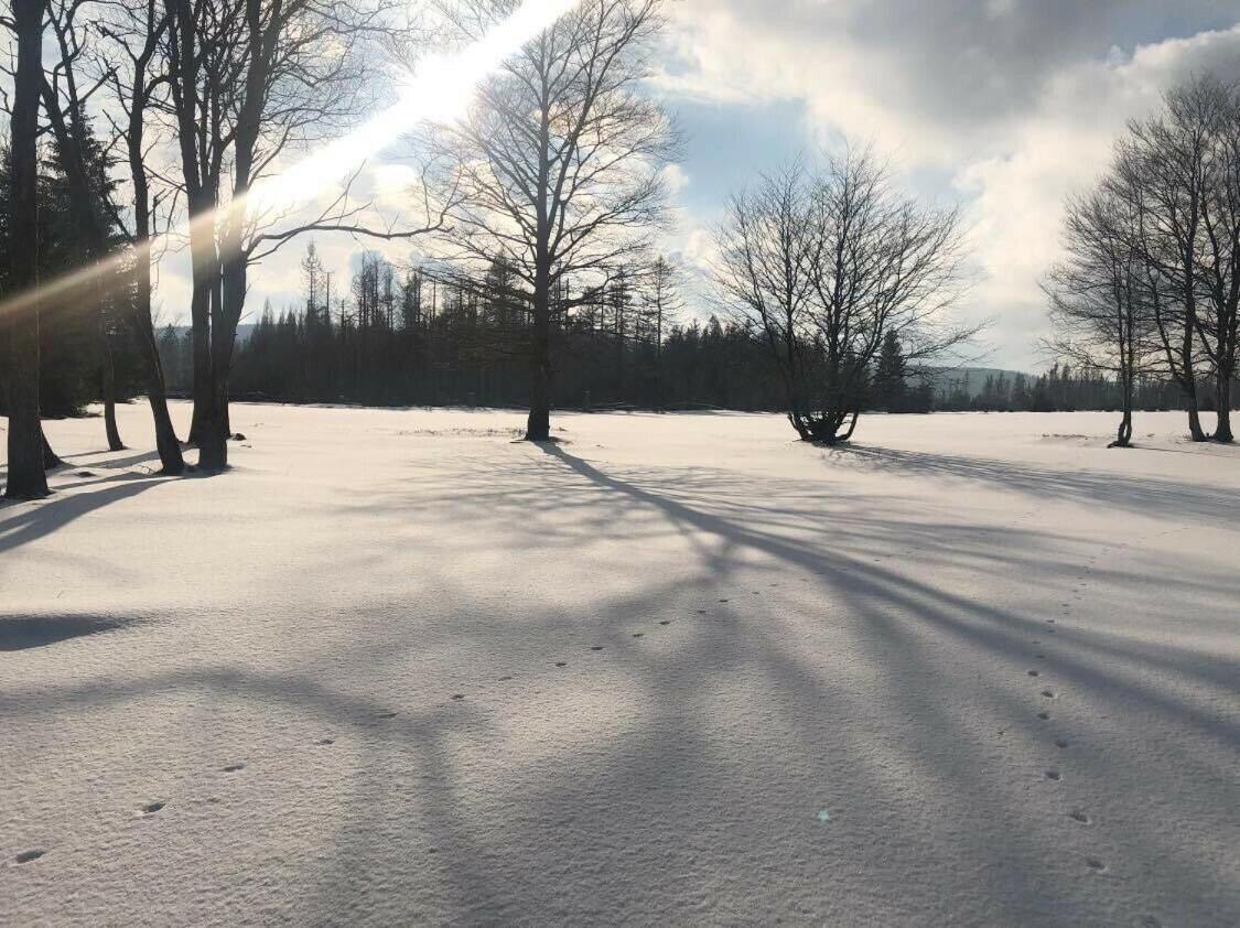 Altes Forsthaus Koenigskrug Leilighet Braunlage Eksteriør bilde